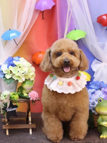 20230604チョコちゃん